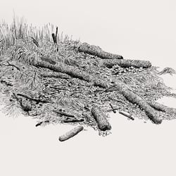 Winter Grass