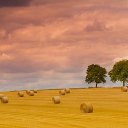 Feld im Spätsommer