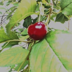 Natur 2012 Bäume 04