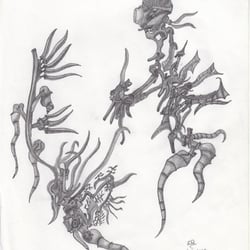 Nautilean