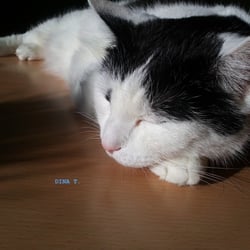 Sleeping Cat.. No. 02