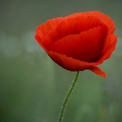 Mohn 1