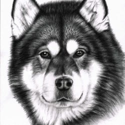 Alaskan Malamute, Kohlezeichnung