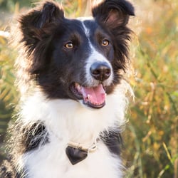 Portrait Dog