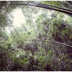 RAINFOREST .05