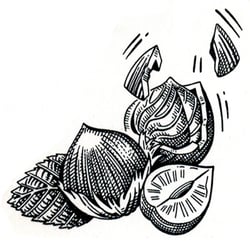 Haselnüsse