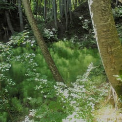 Rügen-Wald