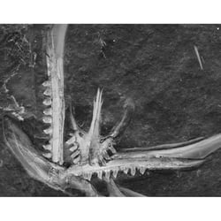 Archaeopteryx Lithographica, 11th specimen, detail of  skull remains with upper and lower jaw