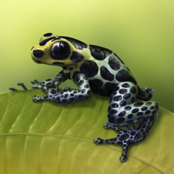 Pfeilgiftfrosch