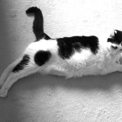 Bastet