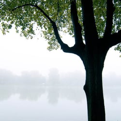 baum