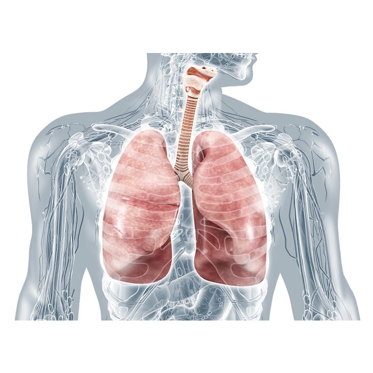 Lungen und Atmungsorgane: medizinische Bilder und anatomische Illustrationen
