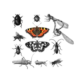 Insekten