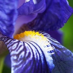 Botany 1