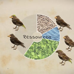 Still aus der Produktion „Evolutionstheorien”