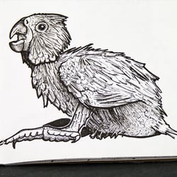 Kleiner Nymphensittich