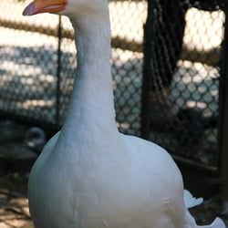 Gans