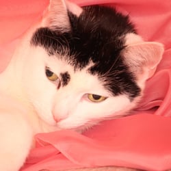 Bastet the Cat 2012 Teil 03