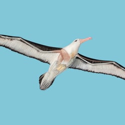 Albatros Illustration / Photoshop