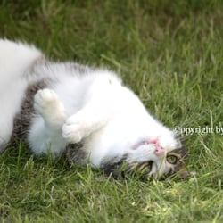 Cat s 2014 Foto Übungen