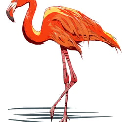 Flamingo