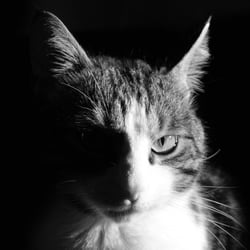 Lines BW Portrait 2