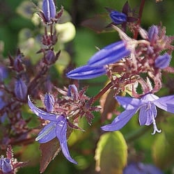 Blaue Blüten