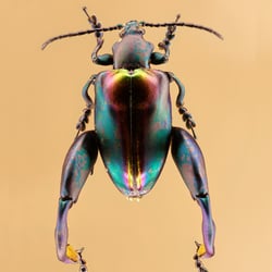 Bug-#2