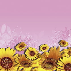 sonnenblume