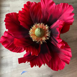 Mohn