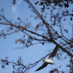 Photography 2012 Flight…