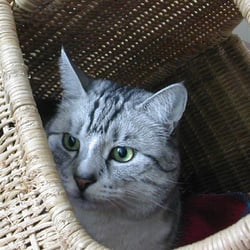 katze 2