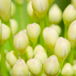 Blumenbild (15 von 60)
