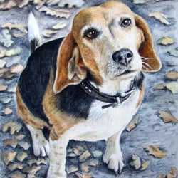 Beagle, Aquarell