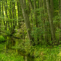 Biesenthaler Becken, Brandenburg, Deutschland 2019.