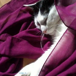 Sleeping Cat.. No. 04