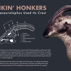 Parasaurolophus