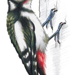 Buntspecht