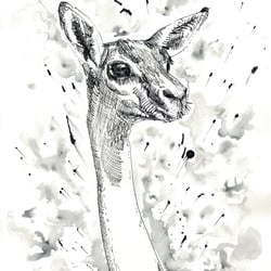 Deer