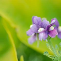 Foto Naturmotiv