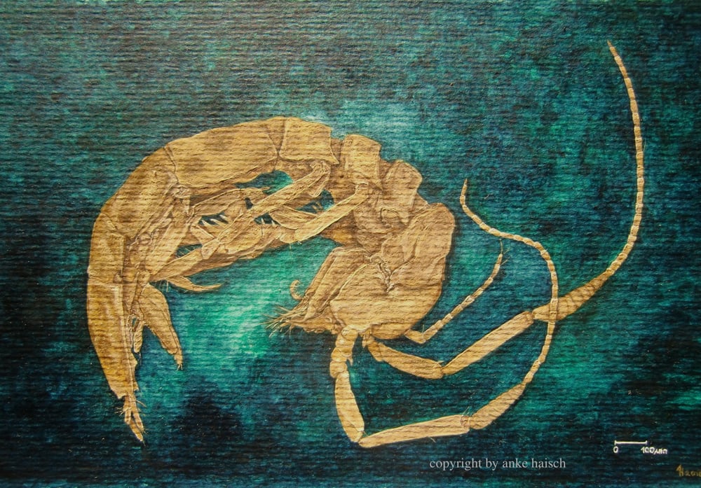 Leutziniscus, Aquarell auf Papier