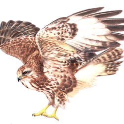 Bussard