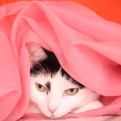 Bastet the Cat 2012 Teil 04