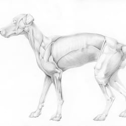 Die Muskulatur des Dobermannes