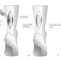 Wissenschaftliche Illustration