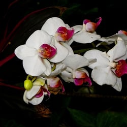 weisse Orchidee