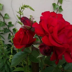 Natur 2012 Blumen