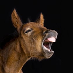 horses I