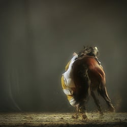Horseballaction