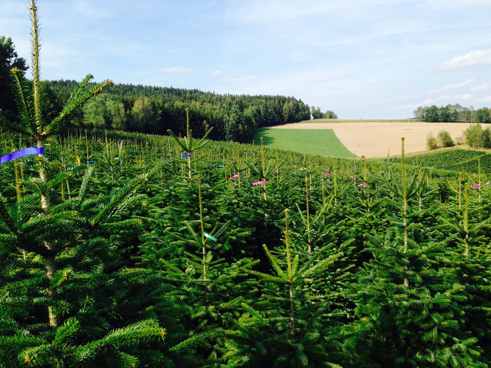 Christbaum Plantagen 2016